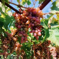 Виноград :: Светлана Мишенёва