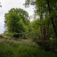 Упавшая берёза... :: Николай Гирш