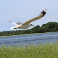 в полете :: Любовь ***