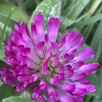 Цветы осенние :: Pippa 