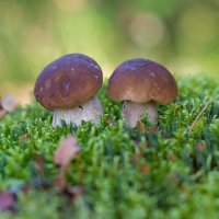 Белые :: Владимир Кириченко  wlad113