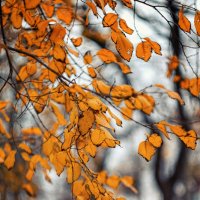 Золоченные брызги померкшей осени. :: Анатолий Щербак