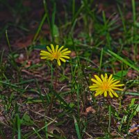 Козлобородник луговой :: Giant Tao /