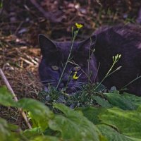 В засаде :: Giant Tao /