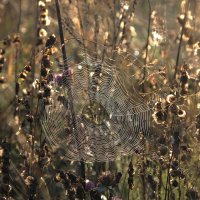 Осенняя паутинка :: Валентина 