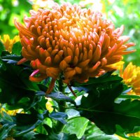 ХРИЗАНТЕМЫ (3) :: Елена Куприянова ХРИЗАНТЕМЫ (3) :: Елена Куприянова