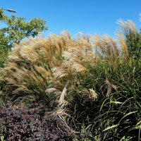 В ростовском экопарке Первая миля :: Нина Бутко