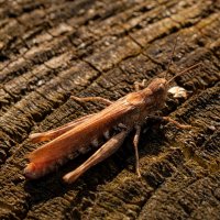 На пне сидел кузнечик... :: Николай Гирш На пне сидел кузнечик... :: Николай Гирш