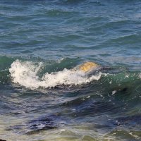 Волна :: Александр Кондаков