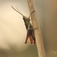 *** :: Елена Kазак (selena1965)