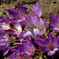 безвременники :: Ольга 