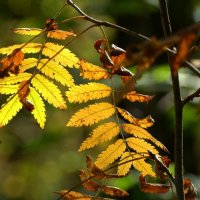 Приметы осени :: Вячеслав Минаев