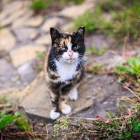 Киса :: Сергей Винтовкин Киса :: Сергей Винтовкин