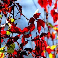 Из сегодняшней съёмки 7 :: Александр Прокудин