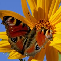 Из сегодняшней съёмки 10 :: Александр Прокудин Из сегодняшней съёмки 10 :: Александр Прокудин