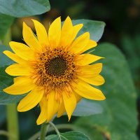 Подсолнечное солнышко :: Светлана 