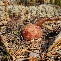 Вытегра. Лес. Грибы. Ягоды. :: Михаил Свиденцов