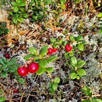 Вытегра. Лес. Грибы. Ягоды. :: Михаил Свиденцов