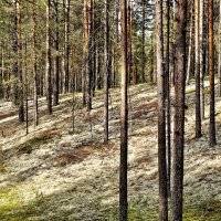 Вытегра. Лес. Грибы. Ягоды. :: Михаил Свиденцов