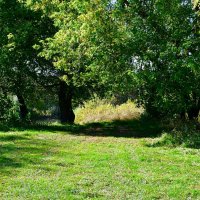 На берег Днепра (репортаж из поездок по области). :: Милешкин Владимир Алексеевич 