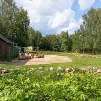 Верблюды :: Veera V Верблюды :: Veera V