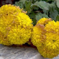 Желтые хризантемы :: Светлана Ищенко