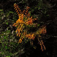 Робкие шаги :: Виктор Иванович Чернюк Робкие шаги :: Виктор Иванович Чернюк