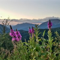 ЗАПАДНЫЙ КАВКАЗ. :: Tata Wolf