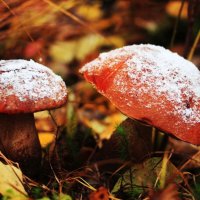 Осень...Грибы после снегопада! :: Владимир 