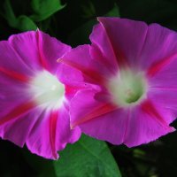 Милая парочка :: Людмила Смородинская