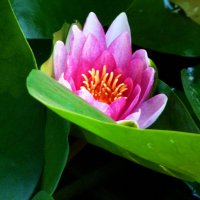 Алая лилия :: Валентин Семчишин