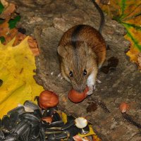 Полевая мышь :: Лина 