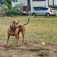 Про разных собачек... :: Николай Саржанов