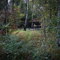 В лесопарке :: Владимир Кроливец В лесопарке :: Владимир Кроливец