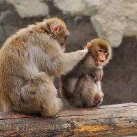 Мамина забота... :: Ирина С