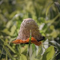 Палитра сентября :: Svetlana Galvez Палитра сентября :: Svetlana Galvez