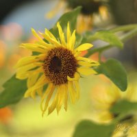 *** :: Елена Kазак (selena1965)