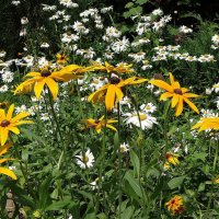 Разноцветье :: Рита Симонова