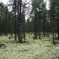 Белолесье на Беломорье :: Ольга Чистякова Белолесье на Беломорье :: Ольга Чистякова