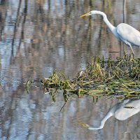 Настоящая модель! :: Alexandеr P Настоящая модель! :: Alexandеr P