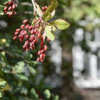 Барбарис. :: Юрий 