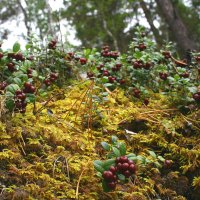 Брусничка :: Галина Ильясова