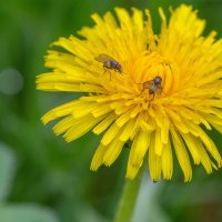 Краски лета. :: Алексей Трухин Краски лета. :: Алексей Трухин