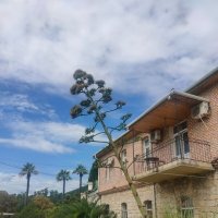 Агава цветет один раз и погибает :: Ирэн Агава цветет один раз и погибает :: Ирэн