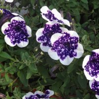 ЦВЕТЫ ПЕТУНИИ :: СЕРГЕЙ ФИЛОЧКИН