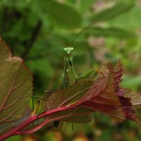 ** :: Зоя Мишина