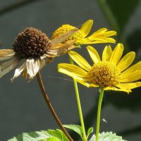 Осень, осень ... :: Natali 