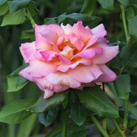 Осень, осень ... 4 :: Natali 