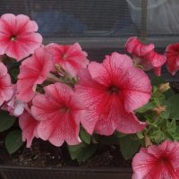 ПЕТУНИИ :: СЕРГЕЙ ФИЛОЧКИН