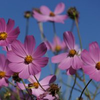 Осенняя космея :: Светлана Тихонина